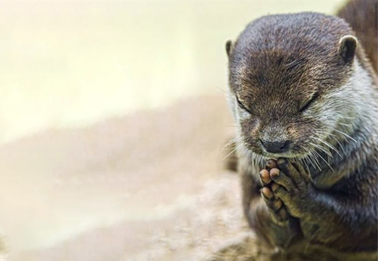 学学芸大　学芸大学駅　spacelightwalker　ヒーリング　リーディング　退行催眠　インナーチャイルド　ハイアーセルフ　パワーストーン　アロマタッチ　NEO ネオ　neo