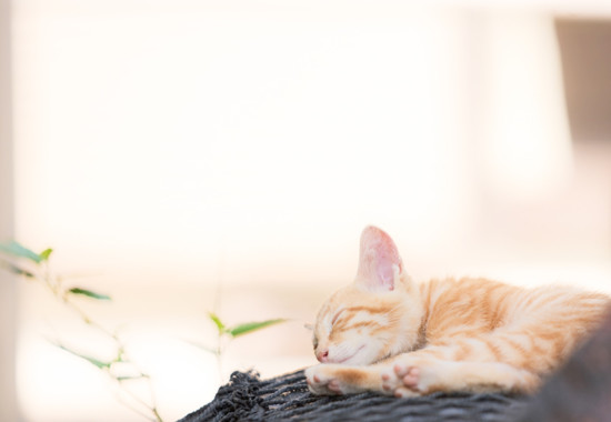 学芸大学 学芸大 学芸大学駅 spacelightwalker スペースライトウォーカー セッション session NEO ネオ