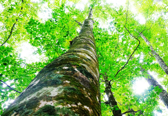 学芸大　学芸大学駅　spacelightwalker　ヒーリング　リーディング　退行催眠　インナーチャイルド　ハイアーセルフ　パワーストーン　アロマタッチ　NEO ネオ　neo