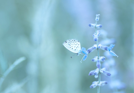 学芸大　学芸大学駅　spacelightwalker　ヒーリング　リーディング　退行催眠　インナーチャイルド　ハイアーセルフ　パワーストーン　アロマタッチ　NEO ネオ　neo